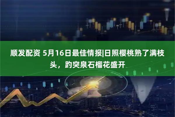 顺发配资 5月16日最佳情报|日照樱桃熟了满枝头，趵突泉石榴花盛开